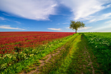 purple clover, clover, carnation, field, grain, may, sun, blue sky, landscape, horizon, south...