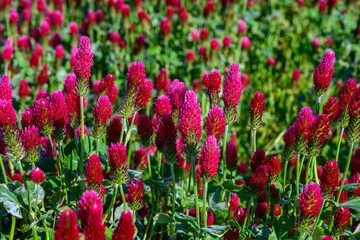 purple clover, clover, carnation, field, grain, may, sun, blue sky, landscape, horizon, south...