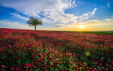purple clover, clover, carnation, field, grain, may, sun, blue sky, landscape, horizon, south moravia, Czech republic, flower, nature, flowers, pink, plant, spring, flora, color, beautiful, season, 