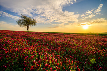 purple clover, clover, carnation, field, grain, may, sun, blue sky, landscape, horizon, south moravia, Czech republic, flower, nature, flowers, pink, plant, spring, flora, color, beautiful, season, 