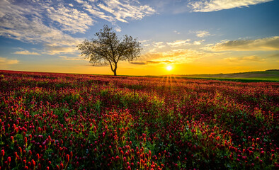 purple clover, clover, carnation, field, grain, may, sun, blue sky, landscape, horizon, south...