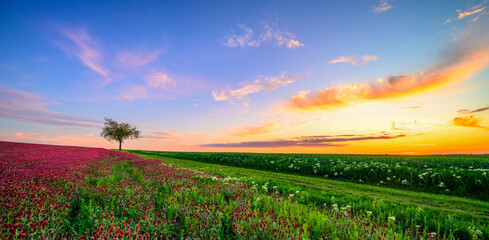purple clover, clover, carnation, field, grain, may, sun, blue sky, landscape, horizon, south moravia, Czech republic, flower, nature, flowers, pink, plant, spring, flora, color, beautiful, season, 