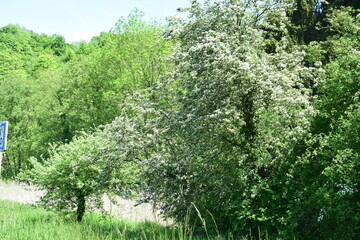 spring blooming tree