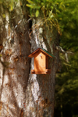 Birdhouse on a pine  tree