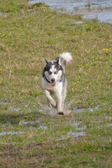 Husky dog running in a green meadow filled with water