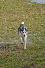 Husky dog running in a green meadow filled with water