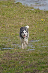 Husky dog running in a green meadow filled with water