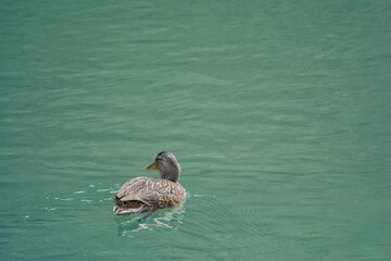 Duck swimming in a lake