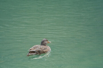 Duck swimming in a lake