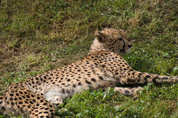 Cheetah resting lying on the grass