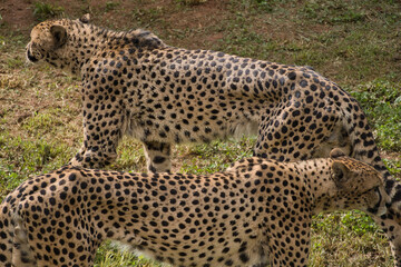 Cheetahs walking