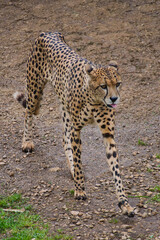 Cheetahs walking