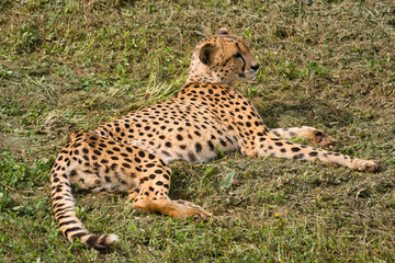 Cheetah resting lying on the grass