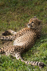 Cheetah resting lying on the grass