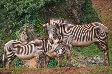 Herd of zebras grazing