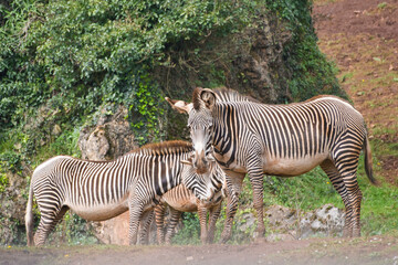 Herd of zebras grazing