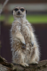 meerkat observing the horizon