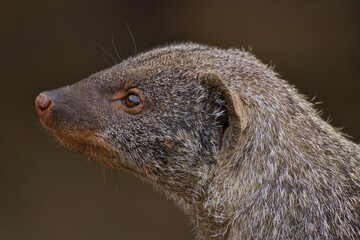 close-up of a Banded Mongoose