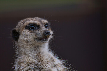 meerkat observing the horizon