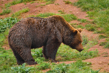 large bear walking in the forest