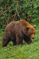 large bear walking in the forest