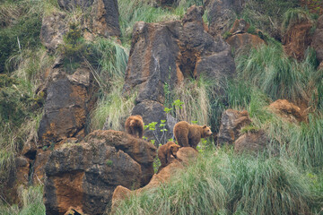 group of young bears playing in the mountains