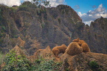 group of young bears playing in the mountains