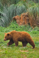 large bear walking in the forest