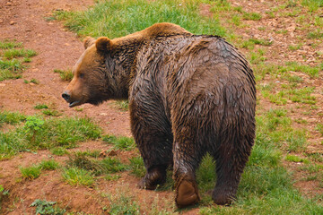 large bear walking in the forest
