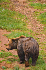 large bear walking in the forest