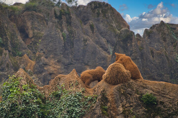 group of young bears playing in the mountains