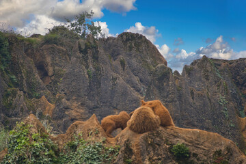 group of young bears playing in the mountains