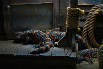 gila monsters resting on wood in a dark environment