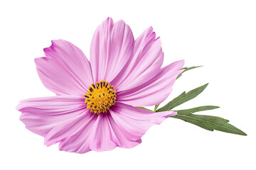 Pink cosmos flower in full bloom with a yellow center and green leaves.