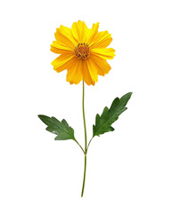 Naklejka premium The image shows a beautiful yellow flower in full bloom against a black background