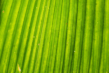 green palm leaf, macro close closeup detail, backgrounds wallpapers textures patterns, foliage forest jungle lush rainforest tropical, garden gardening botanical organic environment