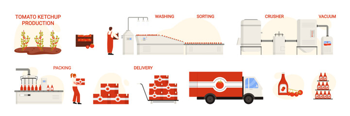 Tomato ketchup production, infographic chart of manufacturing process stages set. Vegetables harvesting and sorting, chopping in crusher to paste, packaging for delivery cartoon vector illustration