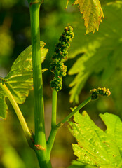 Grain, field, landscape, grain, waves, Czech Republic, field, landscape, agriculture, green, farm, grass, sky, nature, rural, tree, blue, land, vineyard, spring, horizon, cloud, country, farming, coun