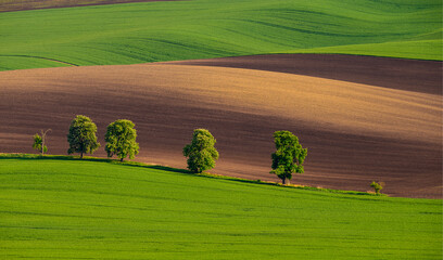 Grain, field, landscape, grain, waves, Czech Republic, field, landscape, agriculture, green, farm, grass, sky, nature, rural, tree, blue, land, vineyard, spring, horizon, cloud, country, farming, coun © Petr