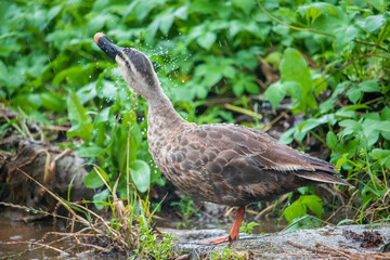 A Spot-Billed Duck shaking its head to shake off rainwater.