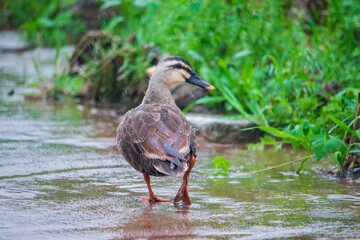 A Spot-Billed Duck walking in the rain.