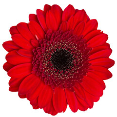 PNG Gerbera flower head isolated on transparent background. Red bloom clipart