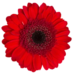 PNG Gerbera flower head isolated on transparent background. Red bloom clipart © LiliGraphie