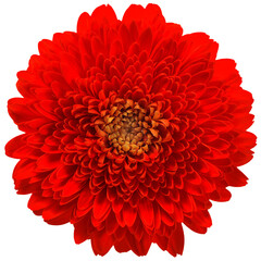 PNG chrysanthemum flower head isolated on transparent background. Red bloom clipart