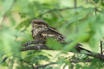 European nightjar (Caprimulgus europaeus), common goatsucker, Eurasian nightjar or just nightjar close up in the UAE.