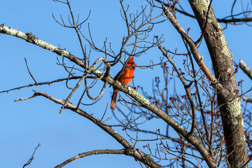 cardinal on a branch