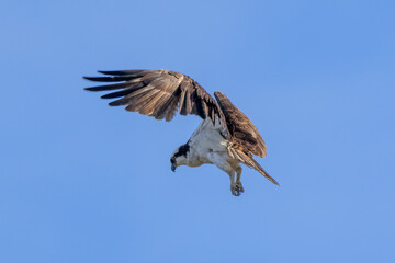 osprey in flight
