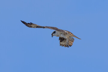 osprey in flight