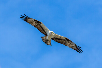 osprey in flight