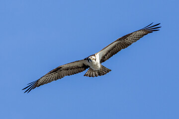 osprey in flight